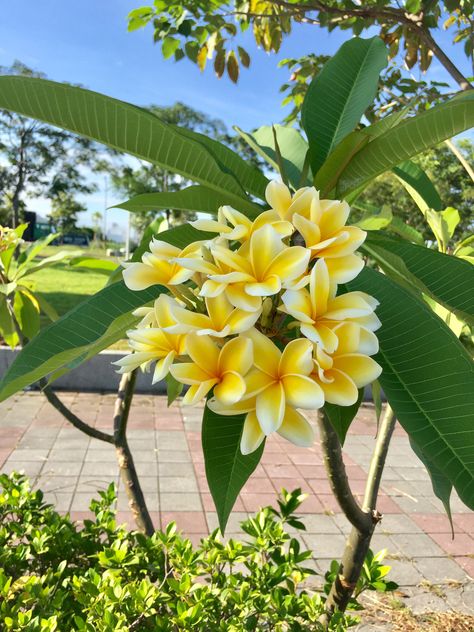 Fast Growing Pine Trees, Pretty Flowers Photography, Plumeria Tree, Spring Scenery, Jasmine Flowers, Plumeria Flowers, Living The Life, Private Jets, Nothing But Flowers