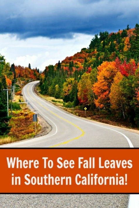 Do you love autumn?  Check out this list of where to see fall leaves in Southern California.  From Santa Barbara to San Diego, you can see autumn leaves change from yellow to orange to red in the fall. #falltravel #fall #familytravel #travel #california #leaves #fallleaves Southern California Camping, Eureka California, San Bernardino Mountains, California Camping, California Travel Road Trips, Fall Hiking, Field Trips, Road Trippin, Fall Travel