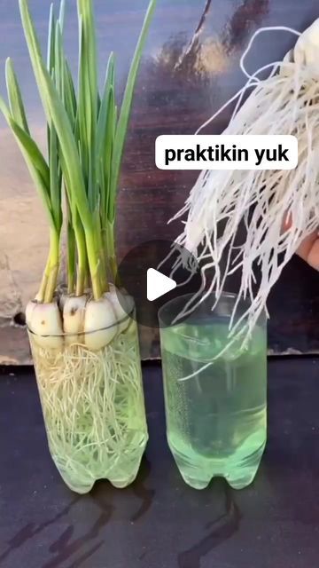 Garlic Planting, How To Grow Tomatoes, Reel Ideas, Growing Tomatoes, Fast Food Restaurant, Urban Farming, Growing Herbs, How To Grow, Planting