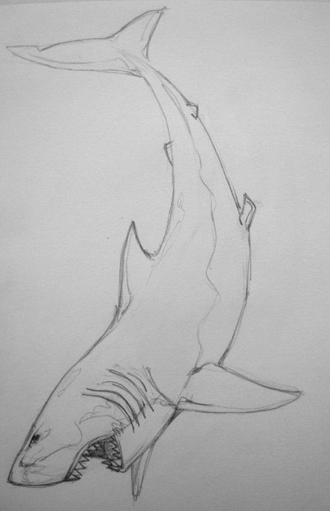 Yem the shark god White Shark Tattoo, Great White Shark Tattoo, Great White Shark Drawing, Shark Tattoo Design, Shark Drawing, Shark Tattoo, Draw Animals, Shark Art, Shark Tattoos