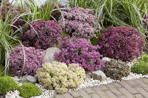 Sedum Sunsparkler, Chris Hansen, Outdoor Succulents, Rainbow Succulent, Succulent Garden Outdoor, Mr Plant, Small Patio Design, Small Terracotta Pots, Bee Friendly Garden