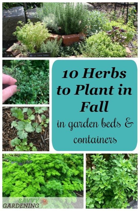 Annual Herbs, Herbs To Plant, Fall Vegetables To Plant, Plant In Fall, Fall Container Gardens, Fall Gardening, Medicinal Herbs Garden, Herb Containers, Diy Herb Garden