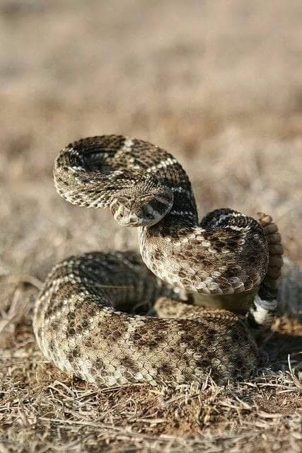 Western Diamondback Rattlesnake, Diamondback Rattlesnake, Spiders And Snakes, Venomous Snake, Deadly Animals, Poisonous Snakes, Rattle Snake, North American Wildlife, Venomous Snakes