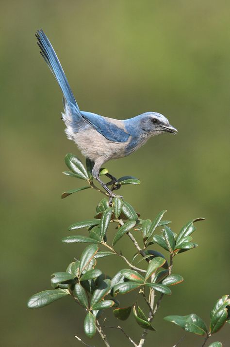 Florida Scrub Jay Florida Scrub Jay, Interesting Birds, Scrub Jay, Mocking Jay, Travel Project, Art Challenges, Florida Trip, Jackdaw, Jay Bird