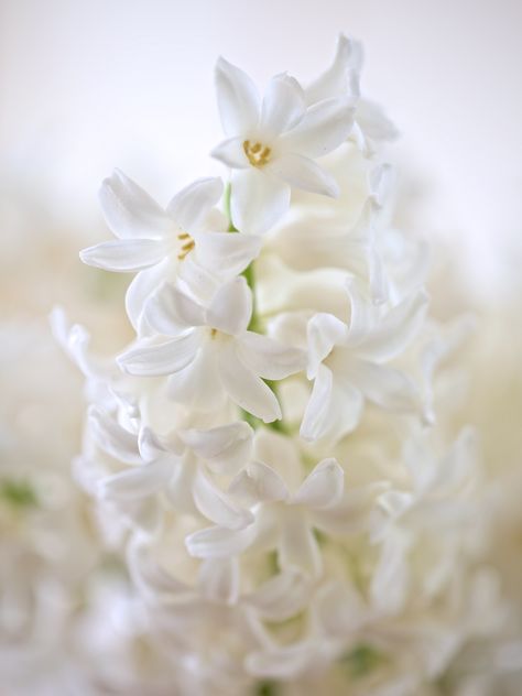 Hyacinth Aesthetic Flower, White Hyacinth, The White Album, Spring Red, Front Yard Design, Bottle Garden, Spring Pastels, Language Of Flowers, Floral Image