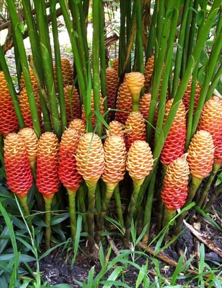 Beehive Ginger, Tropical Courtyard, Tropical Planting, Ginger Flowers, Ginger Plants, Tropical Gardening, Lush Plants, Plants Tropical, Ginger Plant