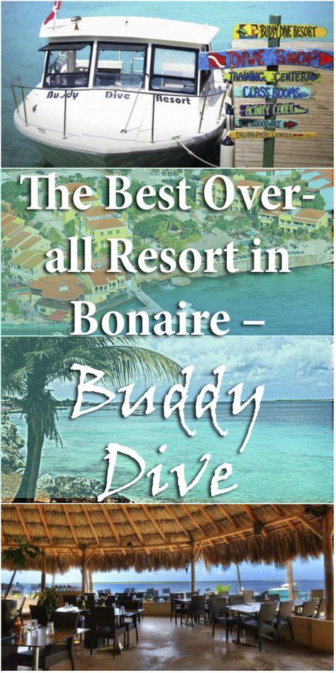 The Best Over-All Resort in Bonaire - Buddy Dive #Bonaire #Diving #Caribbean Bonaire Diving, Bonaire Island, Abc Islands, Dive Resort, Scuba Diving Equipment, Caribbean Destinations, Diving Board, Dive Shop, Island Destinations