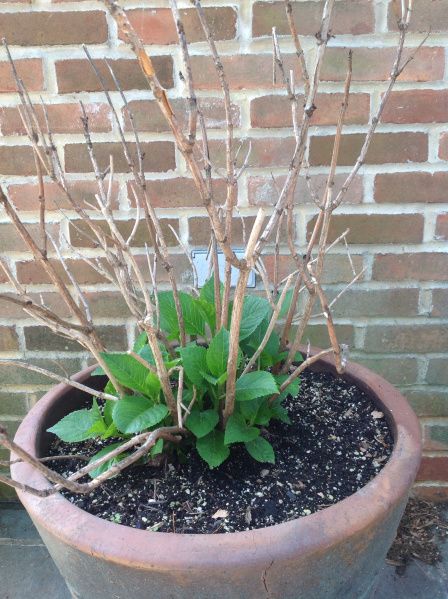 Overwintering Hydrangeas in Pots | French Gardener Dishes Hydrangea Winter Care, Potted Hydrangea Care, Hydrangeas In Pots, I Want Real, Hydrangea Potted, Front Gardens, Hydrangea Care, Growing Hydrangeas, Hydrangea Garden