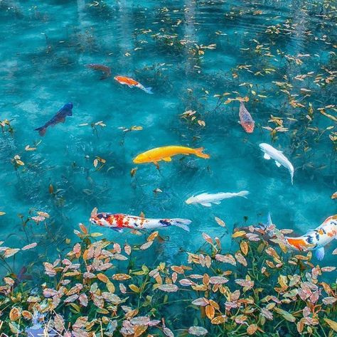 Osaka's picturesque Monet's Pond can mesmerize anyone with its sheer beauty! ✨🍀 The clear water changes color with reflection from lights, adding to the already surreal landscape of colorful koi fishes swimming among the lilies! 🎏💙 Blue Pond Aesthetic, Fishes Swimming, Koi Fishes, Coy Fish, Sea Life Animals, Koi Painting, Goldfish Pond, Pond Painting, Surreal Landscape