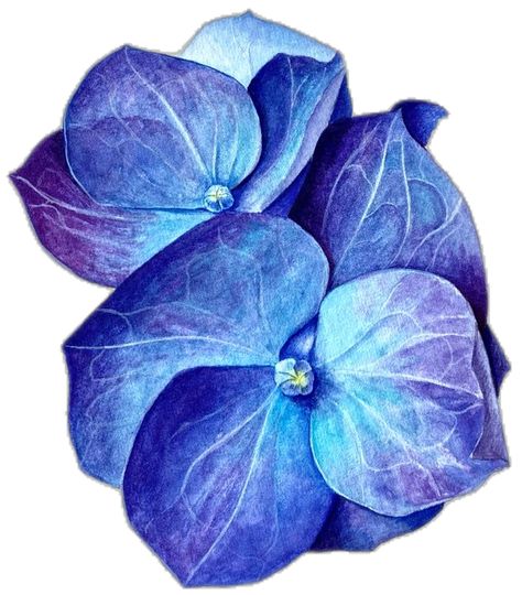 Hydrangea Leaf, Hydrangea Leaves, Leaf Outline, Realistic Paintings, Hydrangea Flower, Art Project, Watercolor Flowers, Hydrangea, Flower Painting