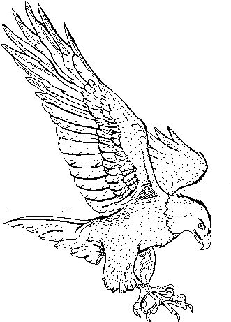 Woodworking Plans Patterns, Eagle Drawing, Woodworking Projects For Kids, Bird Coloring Pages, Woodworking Patterns, Woodworking For Kids, Wood Burning Patterns, Learn Woodworking, Wood Working Gifts