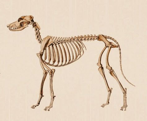 Animal Skeleton Art, Canine Skeleton, Fast Runner, Skull References, Dog Chart, Dog Massage, Anatomy Skeleton, Wolf Reference, Basics Of Drawing