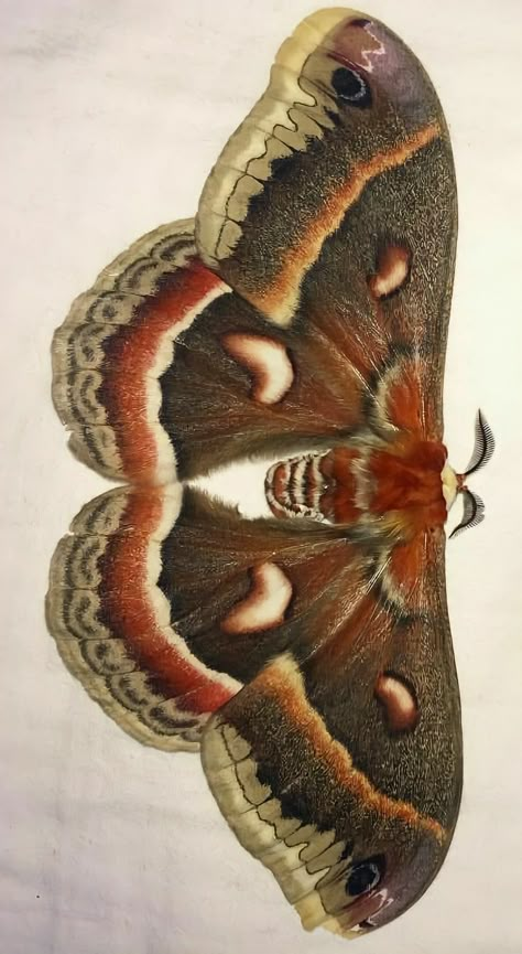 Ceanothus Silk Moth, Moth Wing Template, Moth Reference Photo, Moth Wing Pattern, Cool Moths, Moth Colorful, Moth Reference, Moth Pictures, Insects Wings