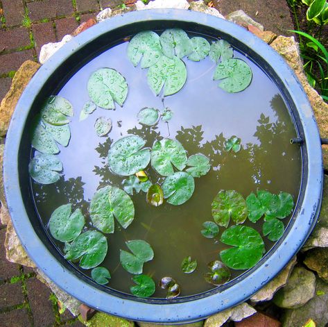 Pond Top View, Above Ground Pond, Frog Pond, Pond Garden, Water Gardens, After The Rain, Garden Pond, Garden Pathway, Photo Album Scrapbooking