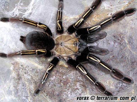 Skeleton Tarantula (ephebopus murinus) Skeleton Tarantula, Creepy Reference, Danger Noodle, Creepy Crawlers, Pet Things, Creepy Spider, Aquarium Setup, Parrot Cage, Sensory Bottles