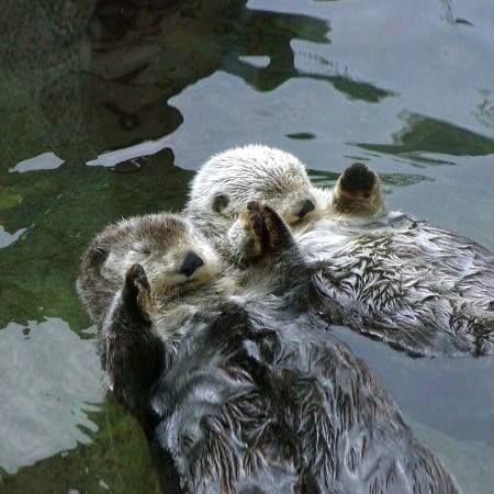 otters hold hands while they sleep so they don't lose each other! <3 Pet Otter, Sea Otters Holding Hands, Adorable Otters, Baby Sea Otters, Otters Holding Hands, Otters Cute, Otter Love, Sea Otters, Baby Otters