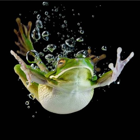 Photographer unknown Frog Swimming, Photo Stock Images, Funny Frogs, Beautiful Bugs, You're Amazing, Frog And Toad, Jolie Photo, Animals Of The World, Toad