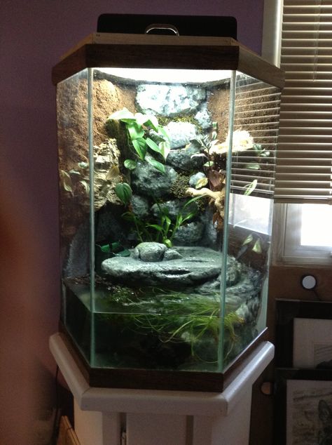 My custom made frog tank. Pet Frog Enclosure, Pixie Frog Enclosure, Diy Frog Enclosure, Frog Tank Aesthetic, Frog Pet Tank, Hexagon Fish Tank Ideas, Dart Frog Enclosure, Dumpy Frog Terrarium, Pac Man Frog Enclosure