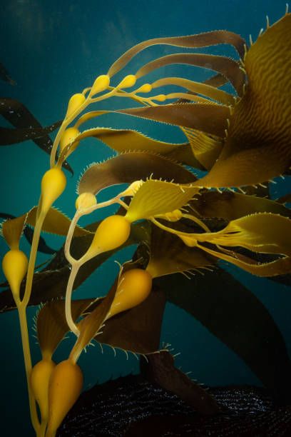 1,048 Underwater Kelp Photos and Premium High Res Pictures - Getty Images Sea Kelp Forest, Fred Tattoo, Underwater Seaweed, Underwater Turtle, Sea Corals, Linocut Ideas, Underwater Flowers, Underwater Plants, Kelp Forest