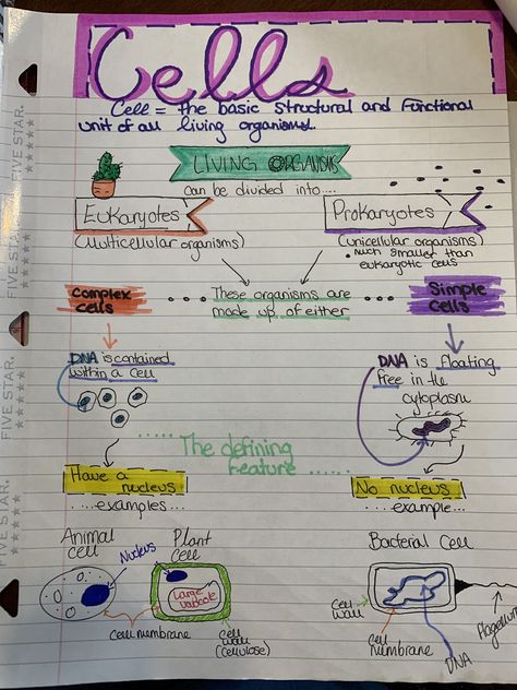 Plant Cell Notes, Cell Notes, Cell Poster, Bio Notes, Biochemistry Notes, Sixth Grade Science, Science Cells, Notes Life, Study Stuff