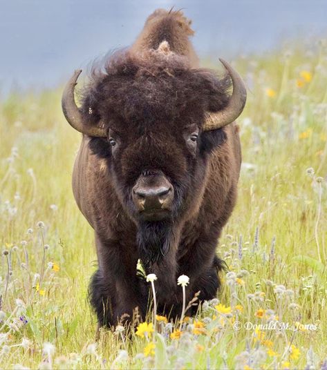 American bison in a field of wildflowers. Mammal Photography, Bison Photography, Baby Bison, Buffalo Art, Field Of Wildflowers, American Flag Eagle, American Bison, Favorite Animal, Fields Photography