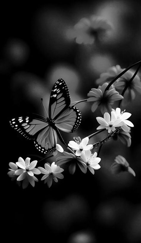 Iphone Wallpaper Classy, Beautiful Butterflies Art, Butterflies Art, Simple Phone Wallpapers, Pretty Wallpapers Backgrounds, Butterfly Wallpaper, My Photo Gallery, Wallpapers Backgrounds, Beautiful Butterflies