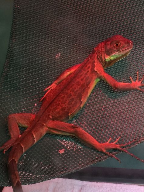 Red Iguana Baby Pet Iguana, Red Iguana, Mexican Spiny Tailed Iguana, Iguana Alana, Galapagos Marine Iguana, Red, Animals