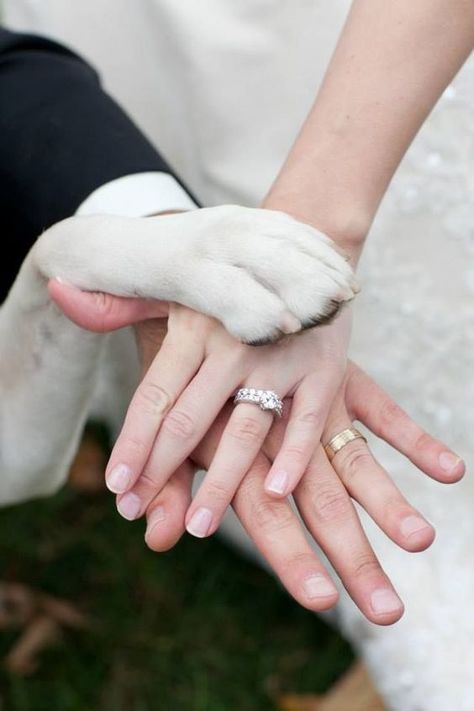 Wedding Photo Ideas Dog, Wedding Photo With Dog, Dog Wedding Photos, Puppy Wedding, Dog Wedding Outfits, Photos With Dog, Wedding Picture Poses, Shot List, Wedding Pets