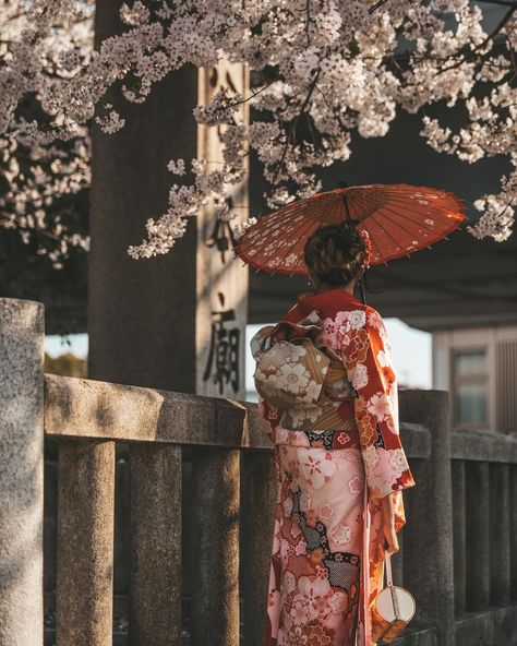 Japan Sakura season is here 🌸 There is no better combination than a beautiful kimono and cherry blossoms. This set was taken back in 2019 (back when I had darker hair and darker makeup) and is still my favorite kimono fitting to date! What’s really special with this one is that this type of style is a furisode and typically reserve for special occasions. However if you know me, if I’m going to dress up, I’m going to really DRESS up. What do you think of this beautiful fit? #japanculture ... Sakura Fashion, Japan Kimono, Furisode Kimono, Winter Kimono, Japan Sakura, Beautiful Kimonos, Japan Culture, Dark Makeup, Traditional Attire