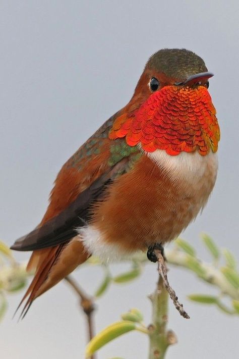 Selasphorus sasin, Allen's Hummingbird. Found in brushy woods, gardens and meadows from Santa Barbara north and southern coastal Oregon. Males will chase any other males from their territory, as well as any other hummingbird species, and may even attack and rout predatory birds much larger than themselves, such as kestrels and hawks. Its metabolism requires it to feed frequently. It drinks nectar from flowers and eats any small insects in flight or on flower blossoms, providing needed protein. Allen Hummingbird, Predatory Birds, Allen's Hummingbird, Hummingbird Species, Coastal Oregon, Hummingbird In Flight, Southern Coastal, Small Insects, Hummingbird Tattoo