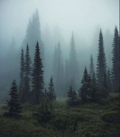 Pnw Aesthetic, Rivers And Roads, Dark Naturalism, Dark Forest Aesthetic, Nature Goddess, A Night At The Opera, Evergreen Forest, National Park Photos, Foggy Forest