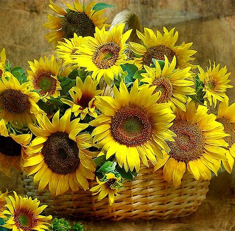 Basket Of Sunshine, Sunflower Artwork, Sunflower Love, Flowers Sunflowers, Sunflower Pictures, Sun Flowers, Sunflower Wallpaper, Happy Flowers, Sunflower Art