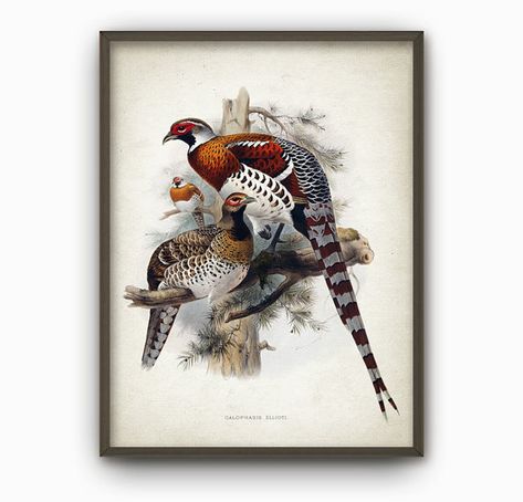 Pheasant Art Print - Pheasant Vintage Bird Illustration Art Poster - Pheasants Wall Art Poster - Game Bird Wall Art (AB408) Pheasant Art, Poster Game, John Gould, Edward Lear, Illustration Kunst, Wall Art Rustic, Bird Hunting, Watercolor Mountains, Game Birds