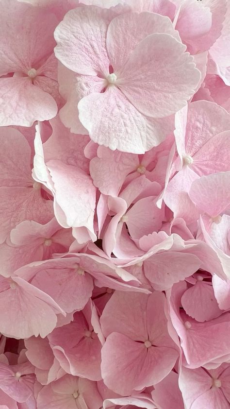 Hydrangea Wallpaper, Painting The Roses Red, Unique Flower Arrangements, Flower Icons, Cool Backgrounds Wallpapers, Pink Hydrangea, Iphone Wallpaper Photos, Art Gallery Wallpaper, Flower Therapy