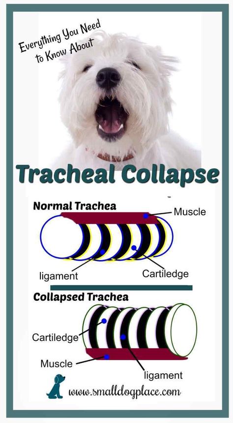 A collapsing trachea can happen to any small breed dog. Chihuahuas Dogs, Meds For Dogs, Pomeranian Chihuahua, Small Breed Dogs, Dog Pants, Very Small Dogs, Medication For Dogs, Toy Poodles, Reactive Dog