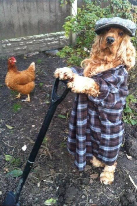 16 Cocker Spaniel Pics That’ll Keep You Smiling Through The Rest of This Summer - The Paws English Cocker, English Cocker Spaniel, Cocker Spaniels, Funny Dog Pictures, A Chicken, Funny Animal Pictures, Cocker Spaniel, Cute Funny Animals, Dog Pictures