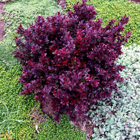 Boxwood Bushes In Front Of House, Tall Bushes In Front Of House, Bushes For Front Of House, Boxwood Bushes, Bushes In Front Of House, Red Shrubs, Barberry Bush, Green Bushes, Flower Bushes