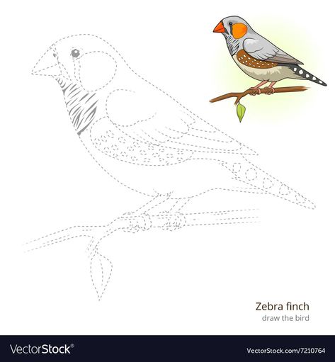 Zebra finch bird learn to draw vector image Finch Bird, Draw Vector, Zebra Finch, Finches Bird, Vector Drawing, Vector Png, Learn To Draw, Png Images, To Draw