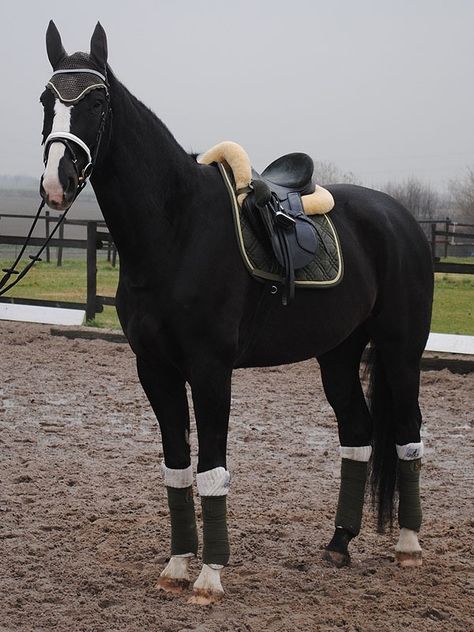 Horse Standing, Horse Gear, Horse Aesthetic, Black Horses, Nice Picture, Dressage Horses, Horse Crazy, Horse Equestrian, Horse Life