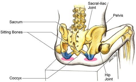 Stand On Your Bottom, What?! The Truth About Sitting Alexander Technique, Yoga Anatomy, Spine Health, Lower Limb, Muscle Anatomy, Sitting Posture, Chiropractic Care, Pilates Studio, Good Posture