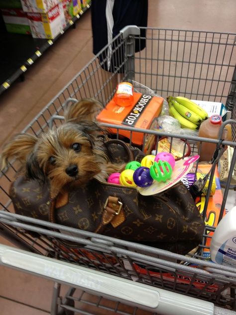 Dogs In Purses, Yorkie In Purse, Purse Dog Aesthetic, Dog Mommy Aesthetic, Dog In Purse, Purse Dog, Dog Shopping, Teacup Yorkie Puppy, Puppy Mom