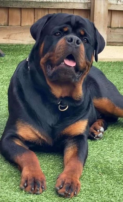 Rottweiler Pictures, Rottweiler Breed, Good Dogs, Bully Breeds Dogs, Rottweiler Love, Rottweiler Lovers, Scary Dogs, Cute Dog Photos