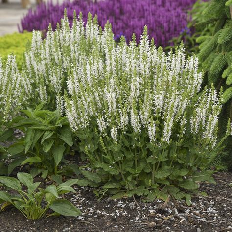 'White Profusion' - Perennial Salvia - Salvia nemorosa | Proven Winners Perennial Salvia, White Salvia, Snow Kiss, Summer Blooming Flowers, Proven Winners Perennials, Salvia Nemorosa, Sage Plant, Landscape Plants, Border Plants