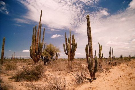 Mexico Nature, American Western, Adele, Beautiful World, Monument Valley, Monument, Country Roads, Natural Landmarks, Road