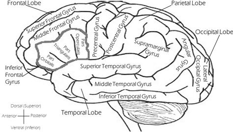 Brain Labeled Left - Free vector graphic on Pixabay Function Diagram, Brain Diagram, Occipital Lobe, Brain Drawing, Brain Images, Frontal Lobe, Brain Structure, Limbic System, Brain Anatomy