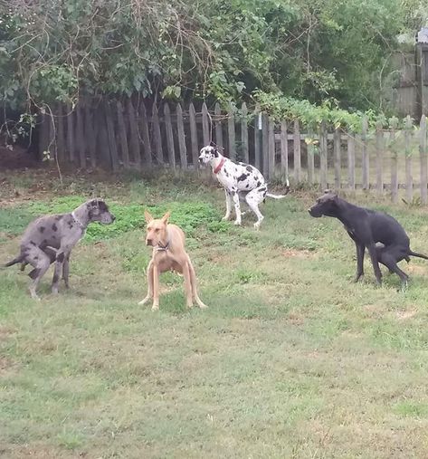 These Dogs All Pooping At The Same Time Weiner Dog Puppies, Animal Captions, Dane Puppies, Crazy Animals, Big Friends, Great Dane Puppy, Dog Business, Dane Dog, Beagle Mix