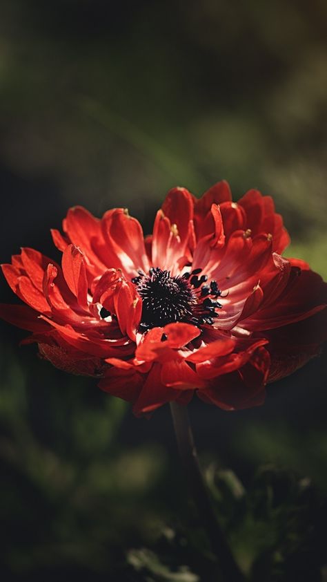 Red, anemone, flower, portrait, 720x1280 wallpaper Red Anemone Flower, Room Frames, Moodboard Images, Colour Explosion, Flower Portrait, Red Anemone, Flowers Wallpapers, Anemone Flower, Hd Background