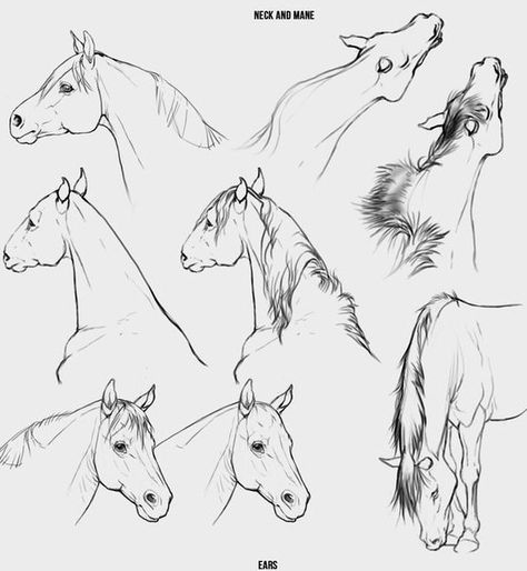 Horse Mane Drawing, Horse Head Reference, Horse Side Profile, Horse Running Drawing, Horse Face Drawing, Horse Pencil Drawing, Horse Head Drawing, Drawing Horses, Wild Horses Photography