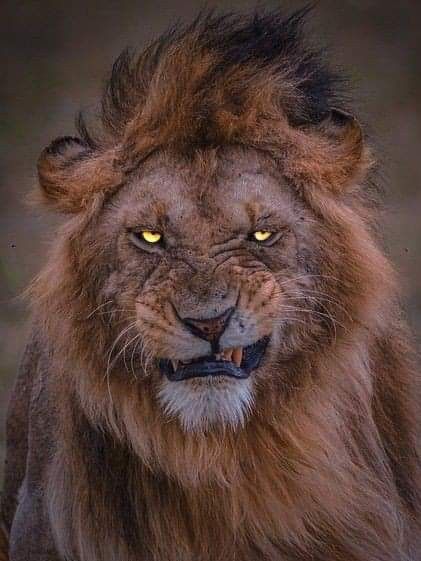 Scary Lion, Angry Lion, Asiatic Lion, Artist Reference, Scott Adkins, Scary Images, Lions Photos, Unique Facts, Lion Images