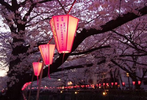 https://flic.kr/p/r3F2Kg | Megurogawa sakura matsuri Naruto Universe, Matsuri Festival, Dreams Photo, Magic Lantern, Chinese Lanterns, Tea House, Lamp Post, Lanterns, Naruto